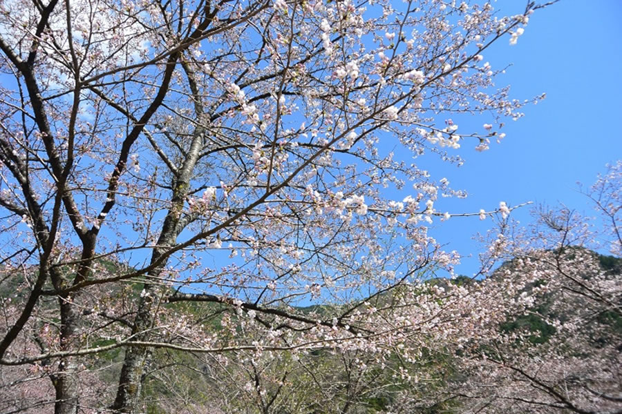 コンヤの里桜園